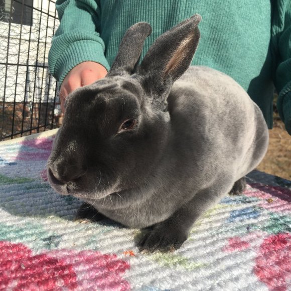 Meet your Posher, Bunny B - Picture 3 of 7